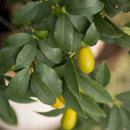 Sant'angelo - Le Residenze Hotel